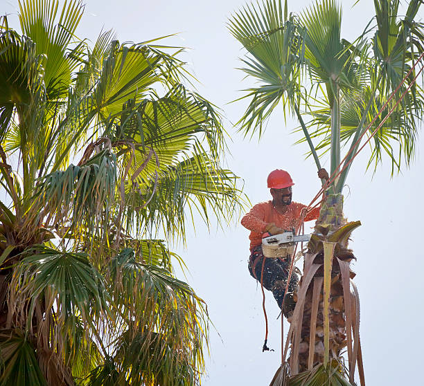 Palm Tree Trimming in Anaconda, MT